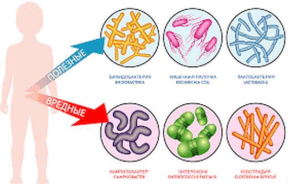 Полезные и вредные для микрофлоры кишечника бактерии