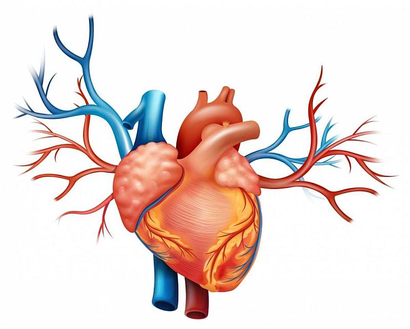 Симптоматика и виды сердечной недостаточности