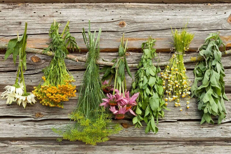 Лучшие травы для пищеварения. Как не ошибиться с выбором растительного препарата?